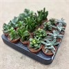CRASSULA 5.5 CM MIX 1X20